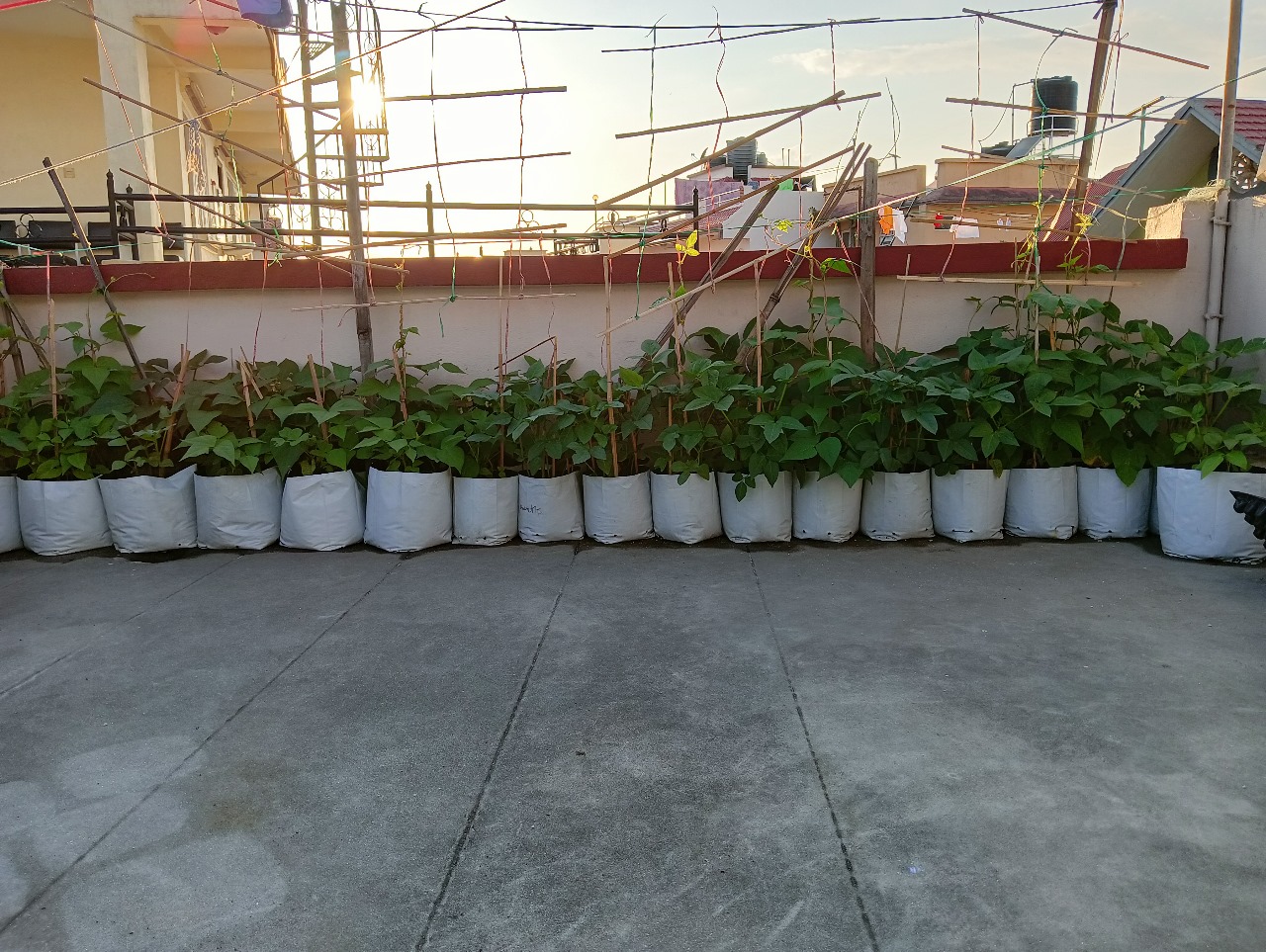 arranged-vegetable-plant