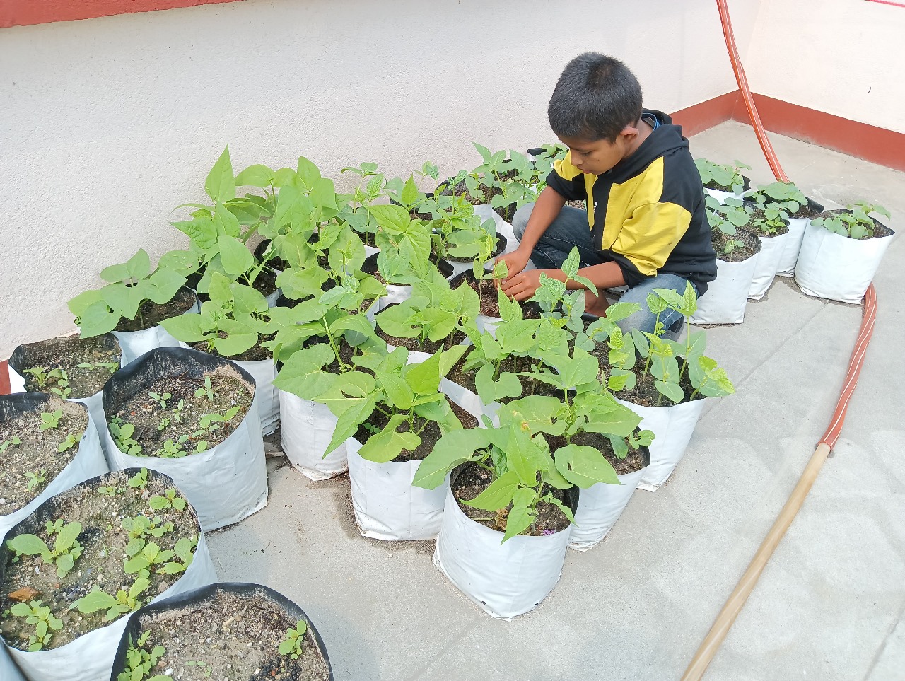children-growing-their-own-vegetable